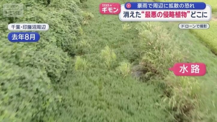 去年8月　千葉・印旛沼周辺