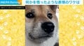 すべてを悟った柴犬…行き先を知った瞬間の“切ない表情”に「心中お察しします」「なんちゅう良い表情！」と話題