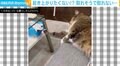 寝ながらティッシュを取ろうとする猫 飼い主の視線に気づいた瞬間の表情が話題に
