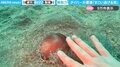 ダイバーが遭遇した貝…触ろうとすると“ジェット噴射”のように逃げる姿が、SNSで驚きの声「機動力があるの知らなんだ」「活発な移動能力がよくわかる」