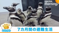 【映像】館内をなかよく散歩するペンギンたち