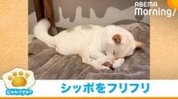 【映像】寝ながら“しっぽフリフリ”する犬
