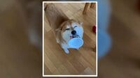 【映像】カップを落としパニックの柴犬