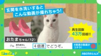 【映像】“4倍速”で床にマーキングをする猫