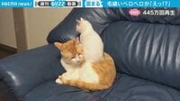 子猫の“珍”行動に「えっ!?」 驚いた猫の表情が「アカデミー賞」級と話題 【ABEMA TIMES】