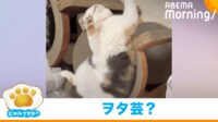 【映像】芸術点の高い“ヲタ芸”な寝方をする猫