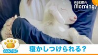【映像】「こんなん天使やん！」腕の中でスヤスヤと眠る子ヤギ