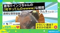 インコが暴走?予想外の結末にネット爆笑
