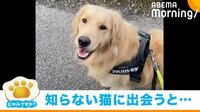 【映像】猫と遭遇した犬の様子