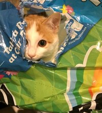 坂上忍『息子です』