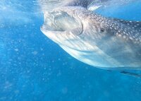 高橋真麻『食事のこと』