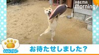 飛んできたクッションをキャッチする犬 躍動感溢れる姿に「芸人魂を感じるw」と話題