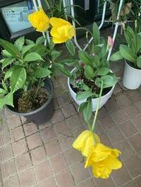 デヴィ夫人『季節の花々』