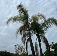 Seiko Darvish『昨日のお話し』