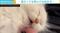 生きてる…？ 口を開けて寝る姿に思わず生存確認 「爆睡ってこういうことなんですね」の声