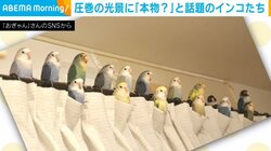 「え、本物ですか？」 カーテン上に整列するコザクラインコたちの姿がまるで置物 見た人が驚くほどの“見事な光景”にハマる人続出