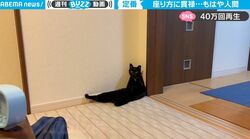 人間以上に人間らしい雰囲気… 黒猫のユニークな座り方がネット上で話題に 「疲れきったおじさんかな？」「脚の投げ出し方がいい感じ」