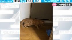 猫が後ろに飛んでった！スリッパにビビりまくる猫、予想を超えたとんでもない動きが話題「ビビり日本代表になれます」