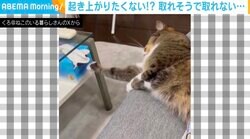 寝ながらティッシュを取ろうとする猫 飼い主の視線に気づいた瞬間の表情が話題に