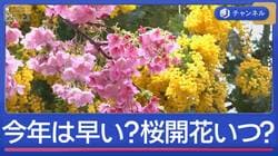 北日本は積雪急増も東京は春本番へ　今年は早い？桜開花はいつ？