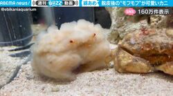 水中に正体不明の生命体！モフモフすぎるぬいぐるみのような生き物…脱皮したカニのビフォー・アフターが話題に