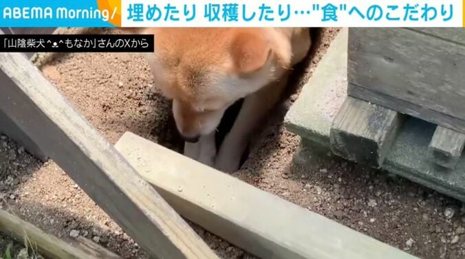 柴犬の「もなか」ちゃん
