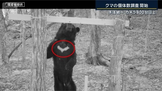 クマの胸の模様