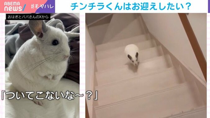 チンチラのしらこくん