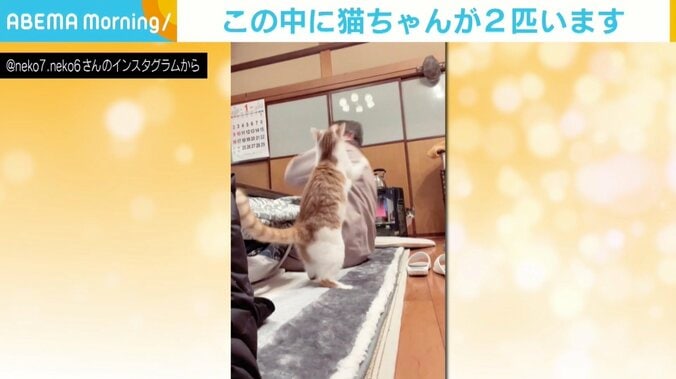 「猫2匹映ってます。見つけられた？」 投稿者も撮影後に発見 「家政婦は見た風」の声も 1枚目