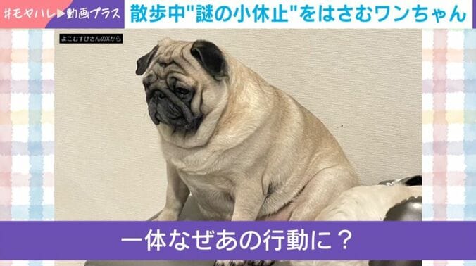 パグの横綱ちゃん