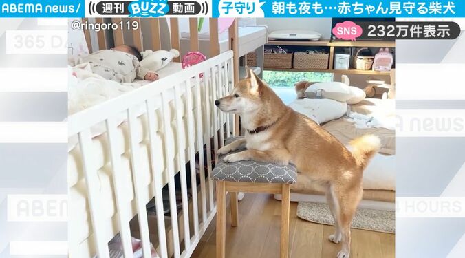 朝も夜も赤ちゃんをじーっと見守る…柴犬の健気で優しい姿にほっこりする人続出「目が優しい」「名ベビーシッター」 1枚目