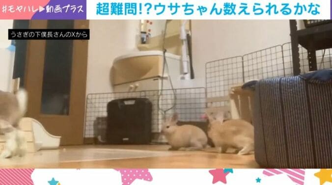 ウサギ