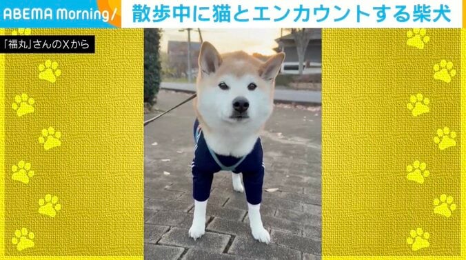 柴犬の福丸くん