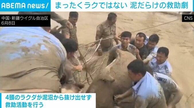 ラクダの救出劇