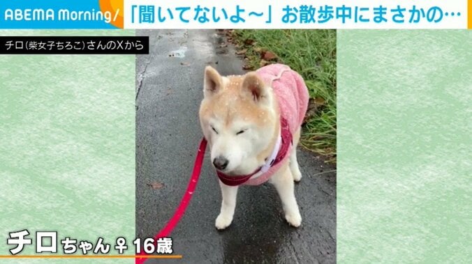 柴犬のチロちゃん