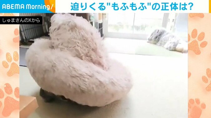 リビングを歩く“謎の生命体”