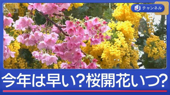 北日本は積雪急増も東京は春本番へ　今年は早い？桜開花はいつ？ 1枚目