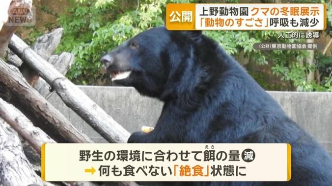 来年の3月から5月まで冬眠