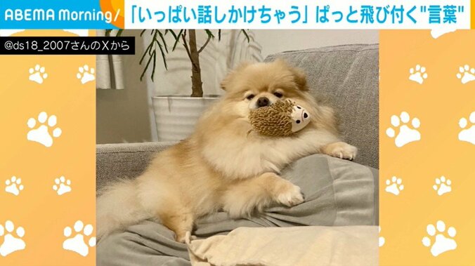 ポメラニアンのぱっちゃん