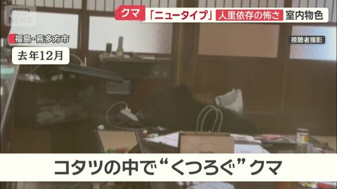 コタツの中でくつろぐクマ