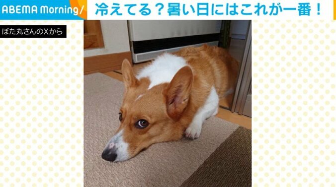 コーギーの紬ちゃん（3歳）