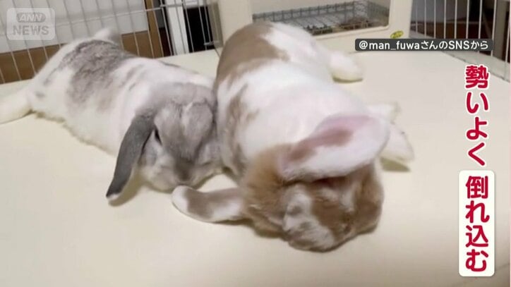 もう一匹のそばに勢いよく倒れこむ