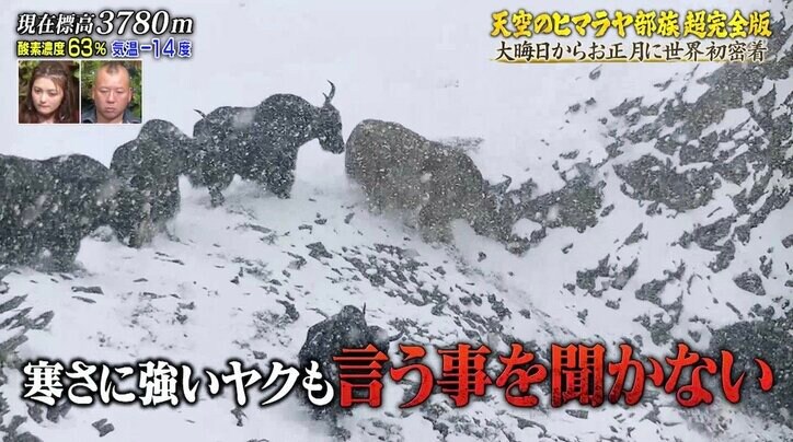 ヒマラヤの大雪でヤギとヒツジが2000頭死亡…厳冬期の過酷さを物語る映像に視聴者「壮絶すぎる」