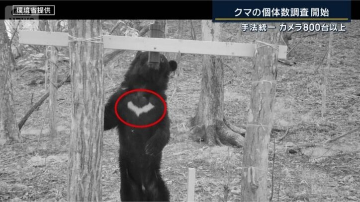 クマの胸の模様