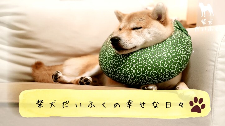 柴犬だいふく VS 赤べこさん 上下に動く首に「友達になれるかな…?」