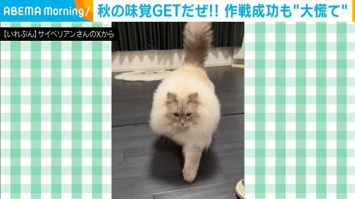 猫のいれぶんくん