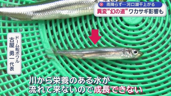 成長できず小さくなったワカサギ