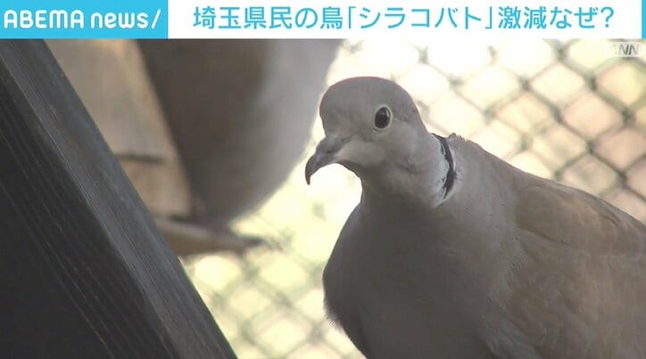 埼玉県民の鳥「シラコバト」が激減、なぜ？ 繁殖は順調も根本的な解決難しく
