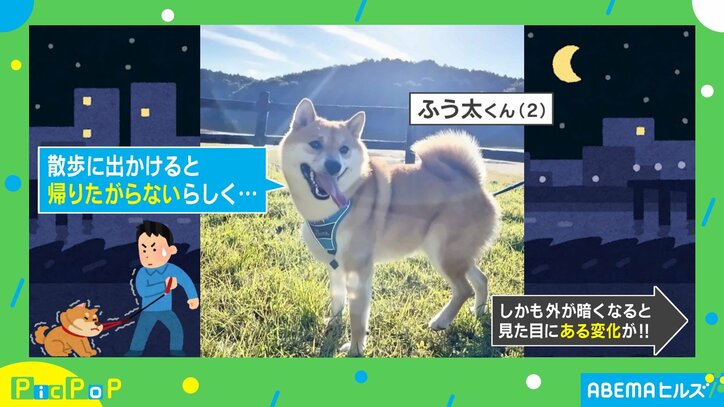 散歩から帰りたがらない柴犬がダークサイドに…？ まさか珍現象に「怨念がすごい」「圧倒的ラスボス感ｗ」と反響多数