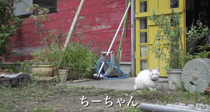 「お待ちしておりましたニャ」旅人を癒す伊豆のモフモフ猫たち